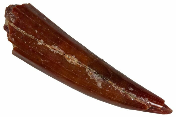 Fossil Fish Fang (Aidachar) - Kem Kem Beds, Morocco #290888